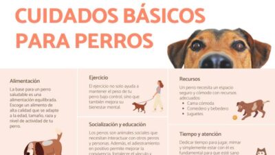 beneficios de higiene regular en perros