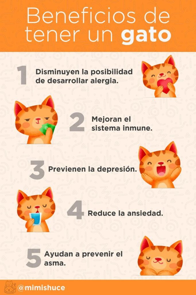 Beneficios de rutinas diarias para gatos 1 beneficios de rutinas diarias para gatos