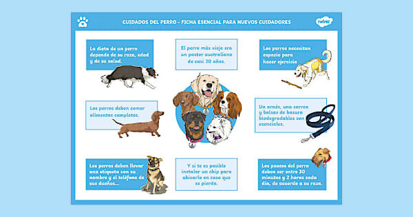 como ayudar a educacion basica de perros