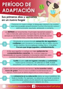 como ayudar en la adaptacion inicial de mascotas