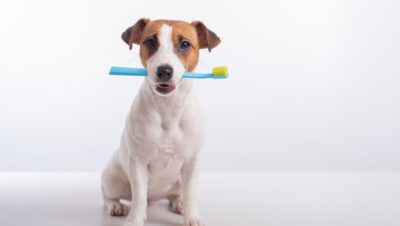 como cuidar higiene bucal de mascotas