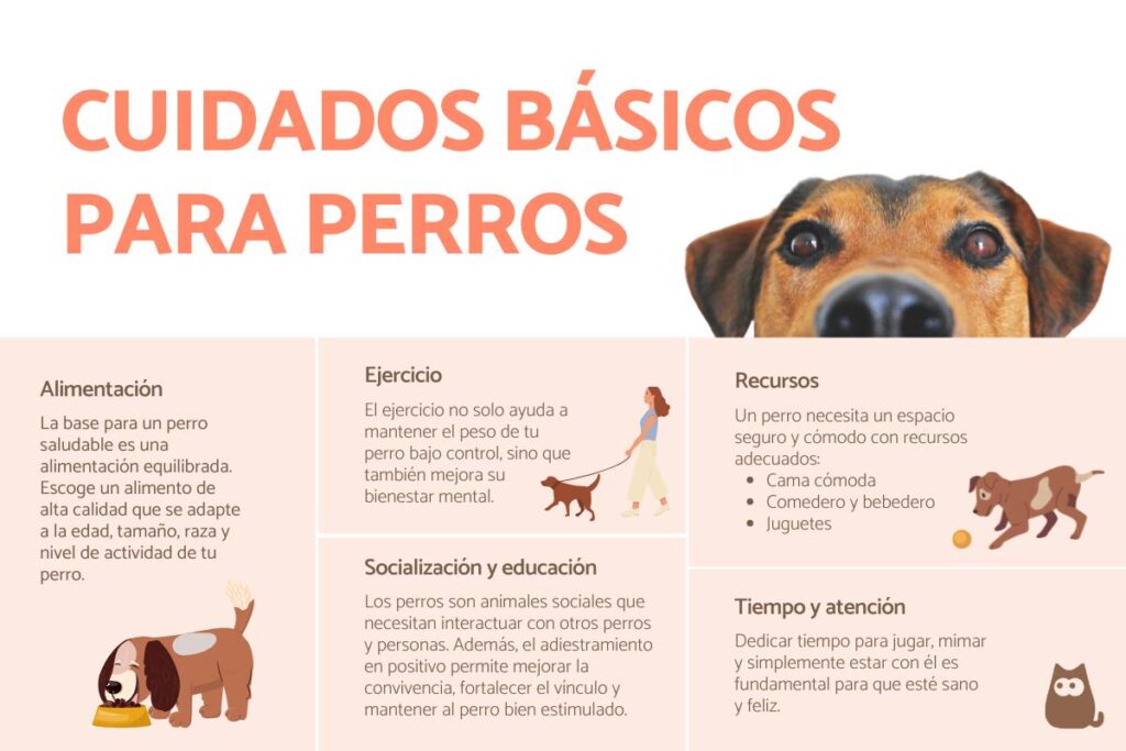 Cómo cuidar la higiene diaria de perros 1 como cuidar la higiene diaria de perros