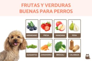 como mejorar alimentacion general de mascotas