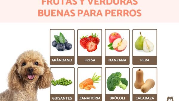 como mejorar alimentacion general de mascotas