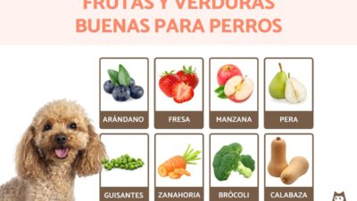 como mejorar alimentacion general en cachorros