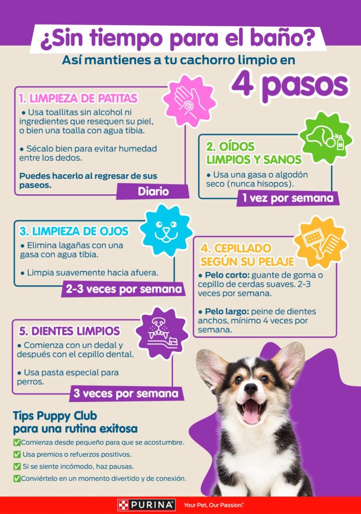 Cómo mejorar rutinas de aseo semanal para tu Mascota 1 como mejorar rutinas de aseo semanal para tu mascota