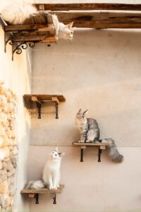 como organizar el hogar para gatos