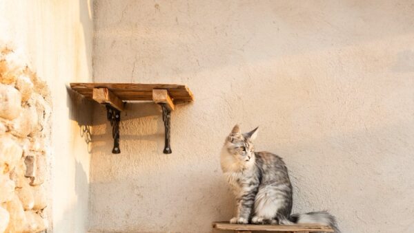como organizar el hogar para gatos
