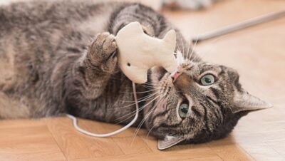 consejos para entrenamiento inicial de gatos