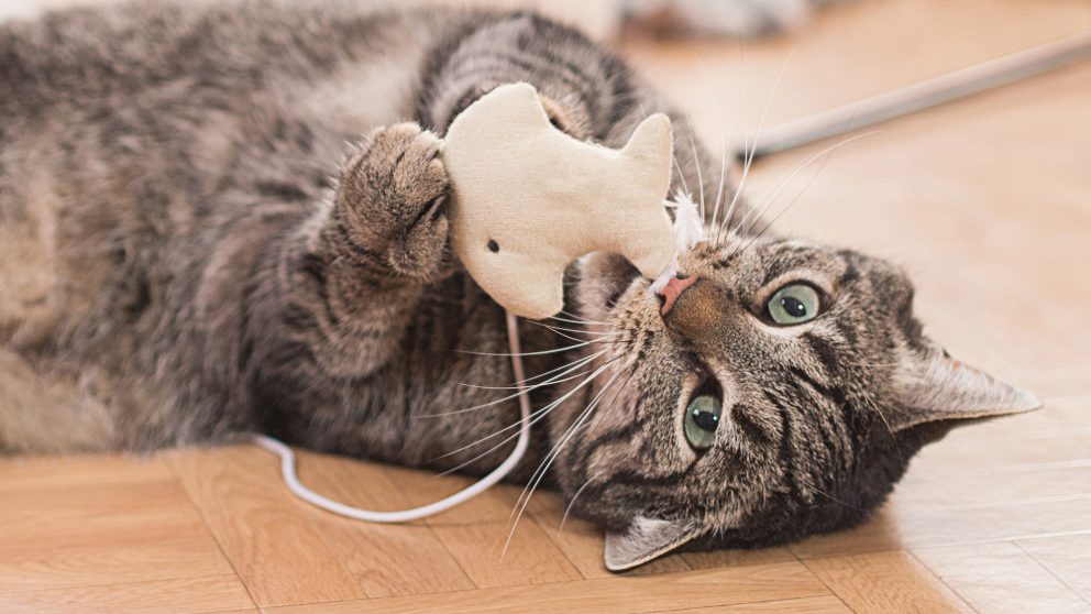 Consejos para entrenamiento inicial de gatos 1 consejos para entrenamiento inicial de gatos