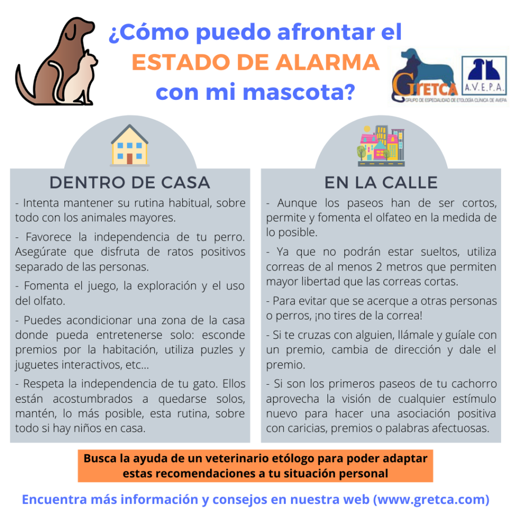 Consejos para evitar errores en convivencia para tu Mascota 1 consejos para evitar errores en convivencia para tu mascota