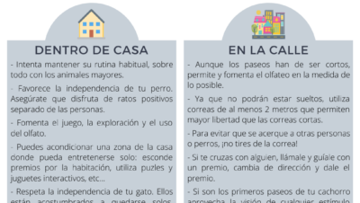 consejos para evitar fallos en educacion basica para tu mascota