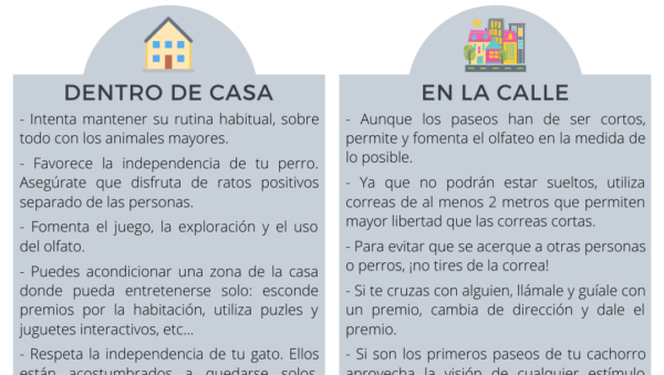 consejos para evitar fallos en educacion basica para tu mascota