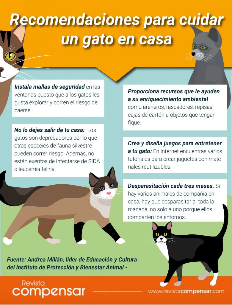 Consejos para organización del hogar con gatos 1 consejos para organizacion del hogar con gatos