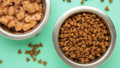 errores comunes al alimentar a tu mascota