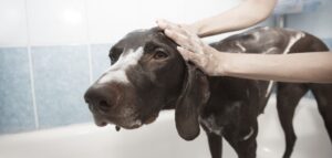 Errores comunes al bañar a perros 1 errores comunes al banar a perros