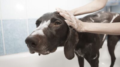 errores comunes al banar a perros