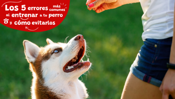 errores comunes al estimular a mascotas