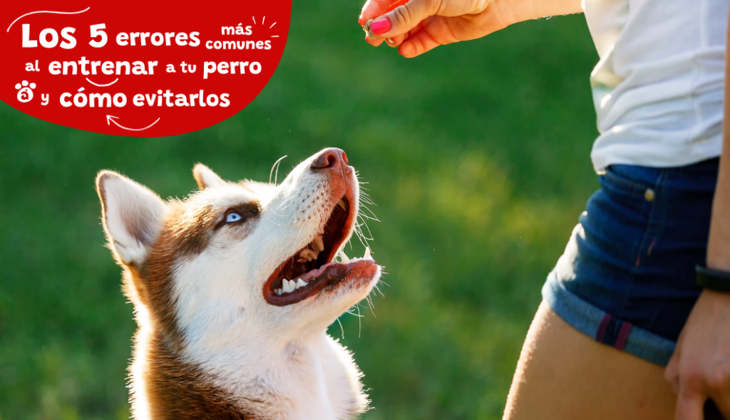 Errores comunes al estimular a mascotas 1 errores comunes al estimular a mascotas