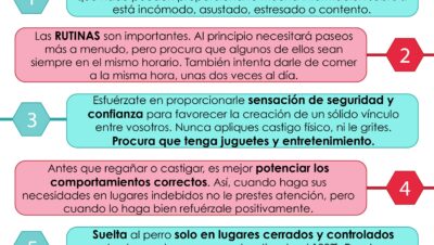 formas de ayudar en adaptacion de nuevas mascotas
