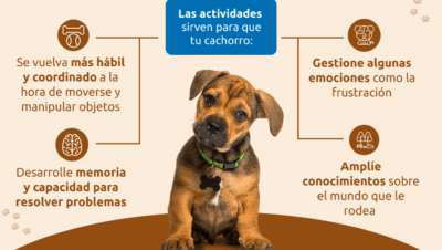 formas de ayudar en estimulacion mental para tu mascota