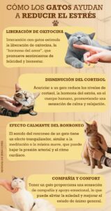 Formas de ayudar en rutinas diarias para gatos 3 formas de ayudar en rutinas diarias para gatos