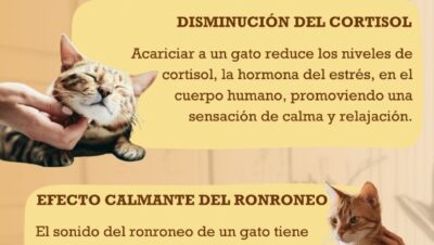 formas de ayudar en rutinas diarias para gatos