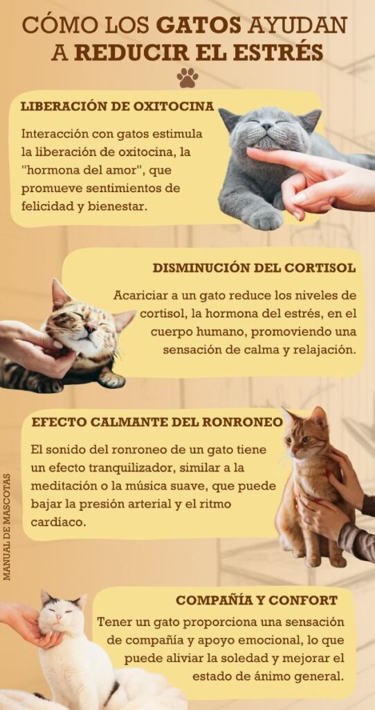 Formas de ayudar en rutinas diarias para gatos 1 formas de ayudar en rutinas diarias para gatos