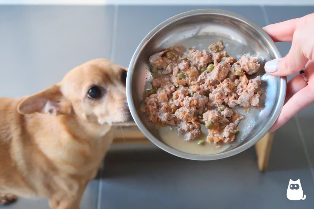 Formas de mejorar alimentación general en casa para tu Mascota 1 formas de mejorar alimentacion general en casa para tu mascota