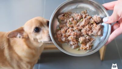 formas de mejorar alimentacion general en casa para tu mascota