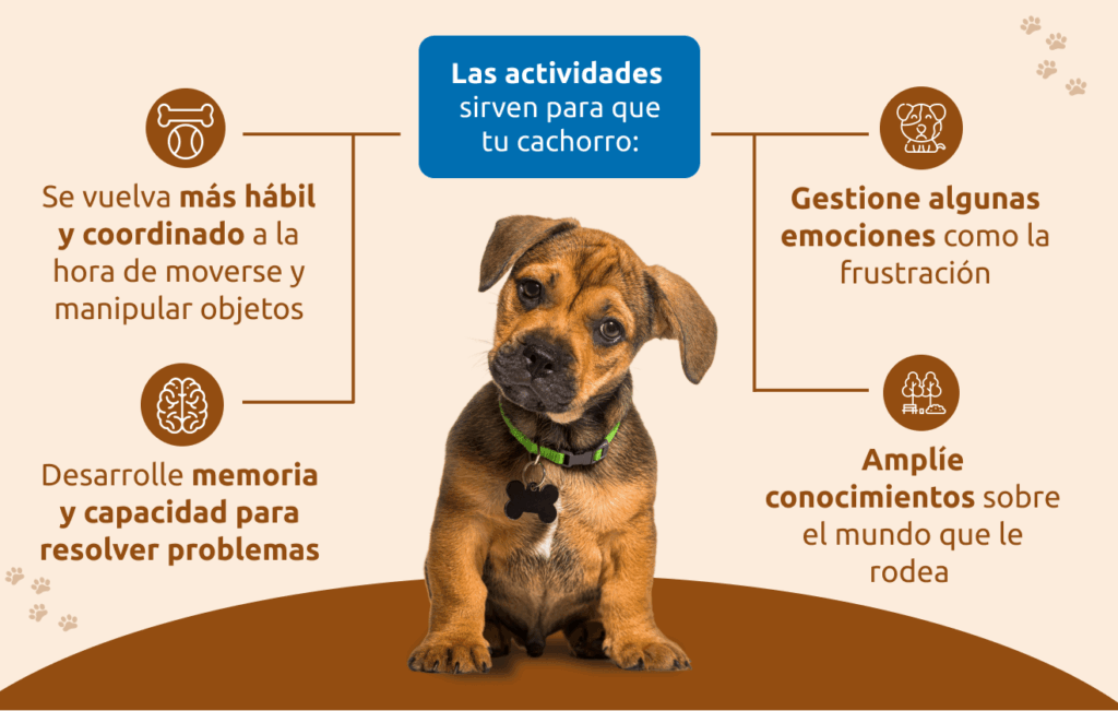 Formas de potenciar estimulación física diaria para tu Mascota 1 formas de potenciar estimulacion fisica diaria para tu mascota