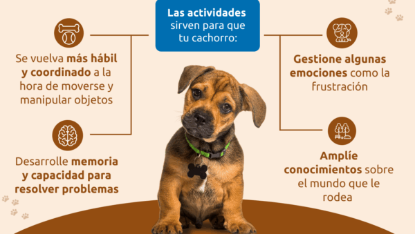 formas de potenciar estimulacion fisica diaria para tu mascota