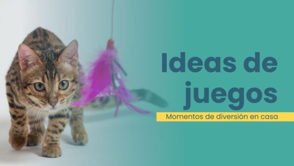 ideas para actividades diarias con tu gato