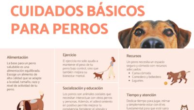 ideas para cuidados generales diarios para tu mascota