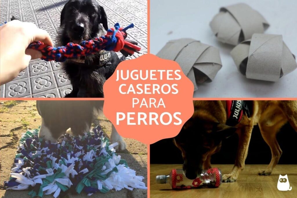Ideas para juegos estimulantes para tu Mascota 1 ideas para juegos estimulantes para tu mascota