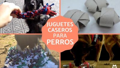 ideas para juegos interactivos en casa para tu mascota