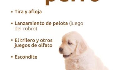 ideas para rutinas de juego diarias para tu mascota