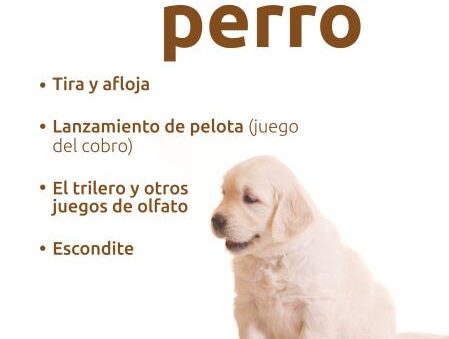 ideas para rutinas de juego diarias para tu mascota