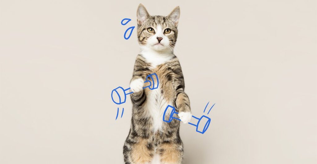 Ideas para rutinas diarias saludables con gatos 1 ideas para rutinas diarias saludables con gatos