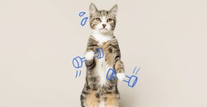 ideas para rutinas diarias saludables con gatos