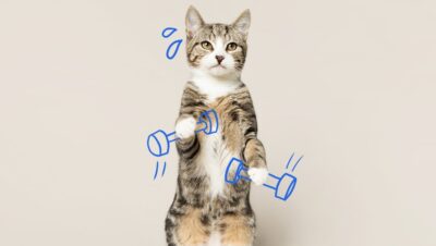 ideas para rutinas diarias saludables con gatos