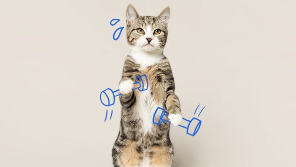 ideas para rutinas diarias saludables con gatos