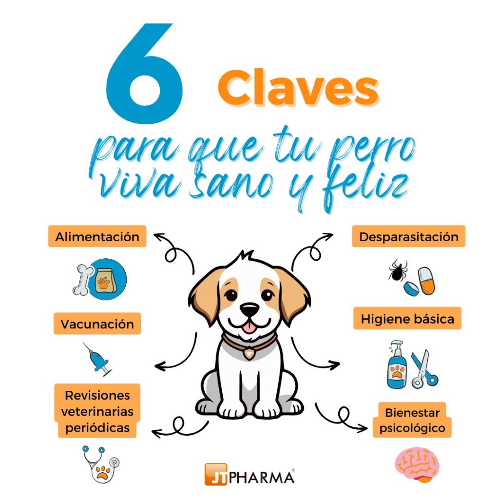 Ideas para rutinas saludables en casa para tu Mascota 1 ideas para rutinas saludables en casa para tu mascota