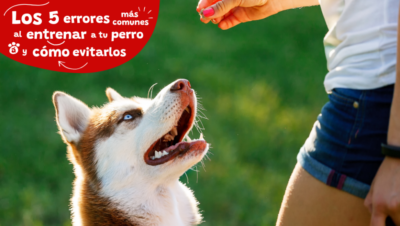 maneras de evitar fallos en entrenamiento basico para tu mascota