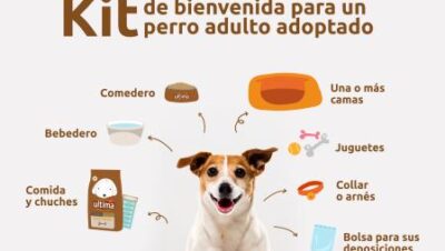 pasos para adaptacion de mascotas adultas