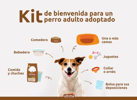 pasos para adaptacion de mascotas adultas