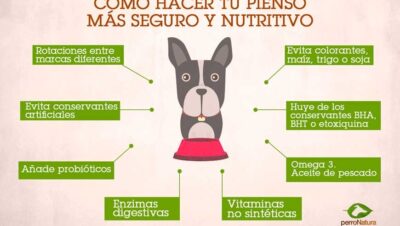 pasos para alimentacion equilibrada general para tu mascota