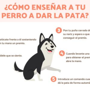 pasos para entrenamiento basico de perros