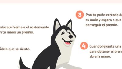 pasos para entrenamiento basico de perros