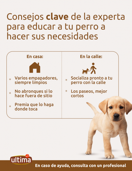 Pasos para entrenar a cachorros en casa 1 pasos para entrenar a cachorros en casa